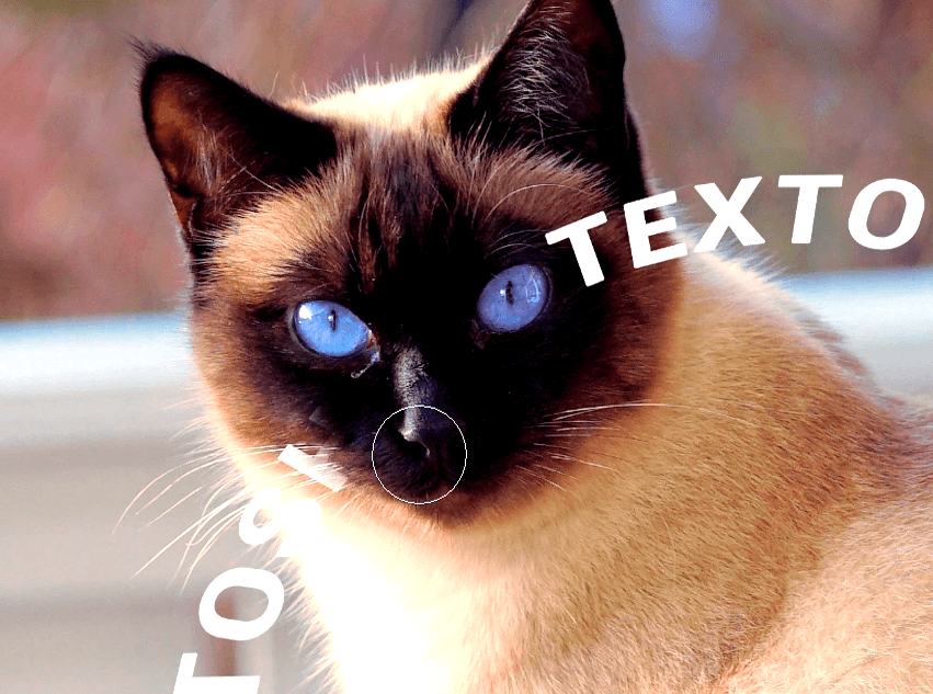 borrando parte de texto en cara de gato